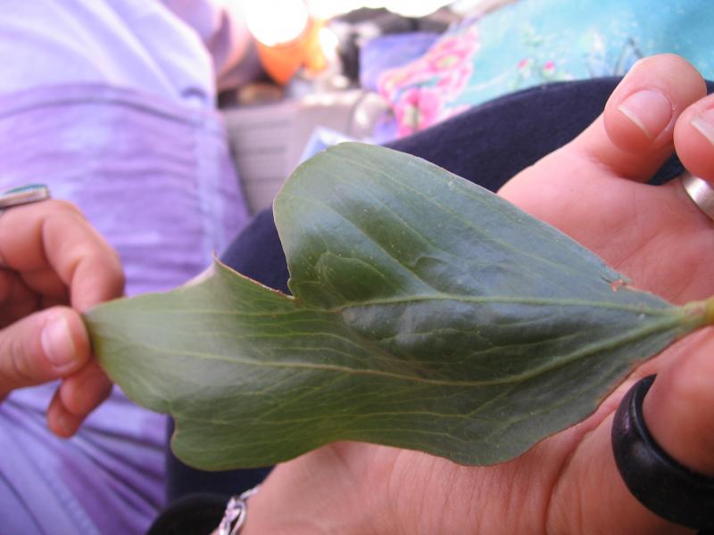 juvenile obtusifolia phyllode