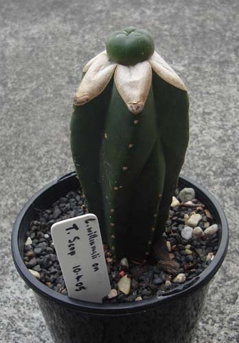 L. williamsii on T Scop.