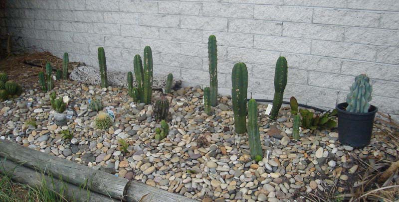 cactus garden 1 year on