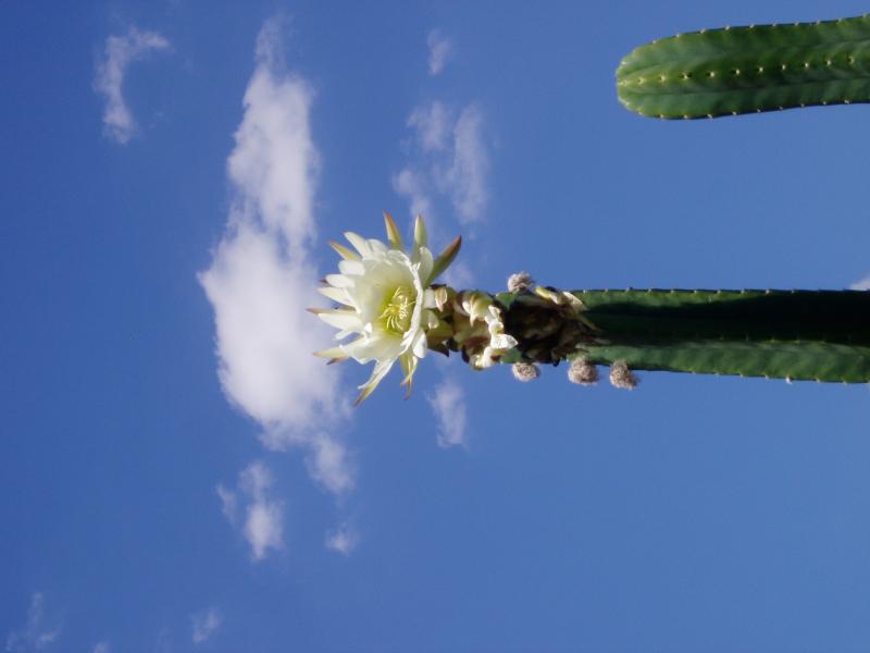 pachanoi flowering