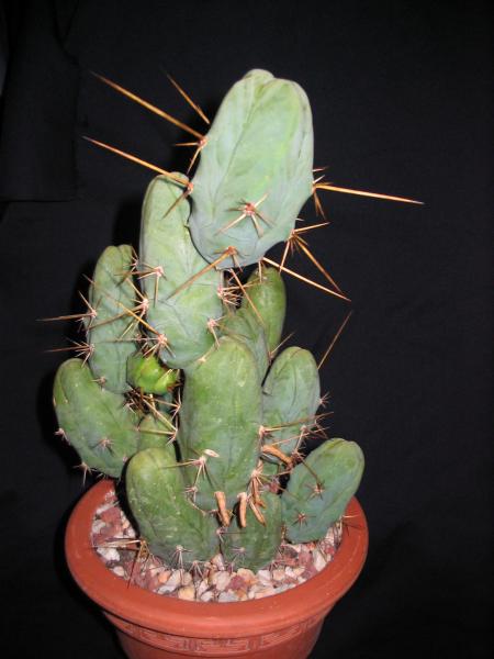 Trichocereus bridgesii 'monstrose'