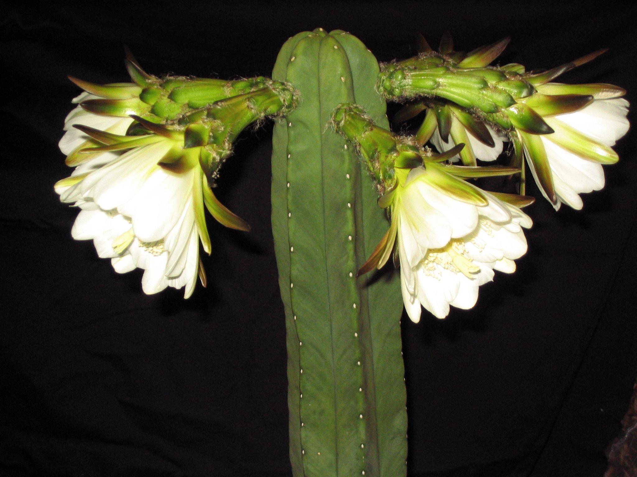 Trichocereus scopulicola