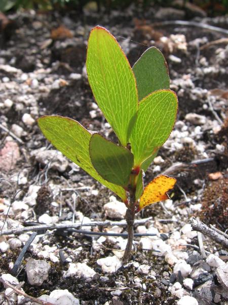 phlleb seedlign in habitat