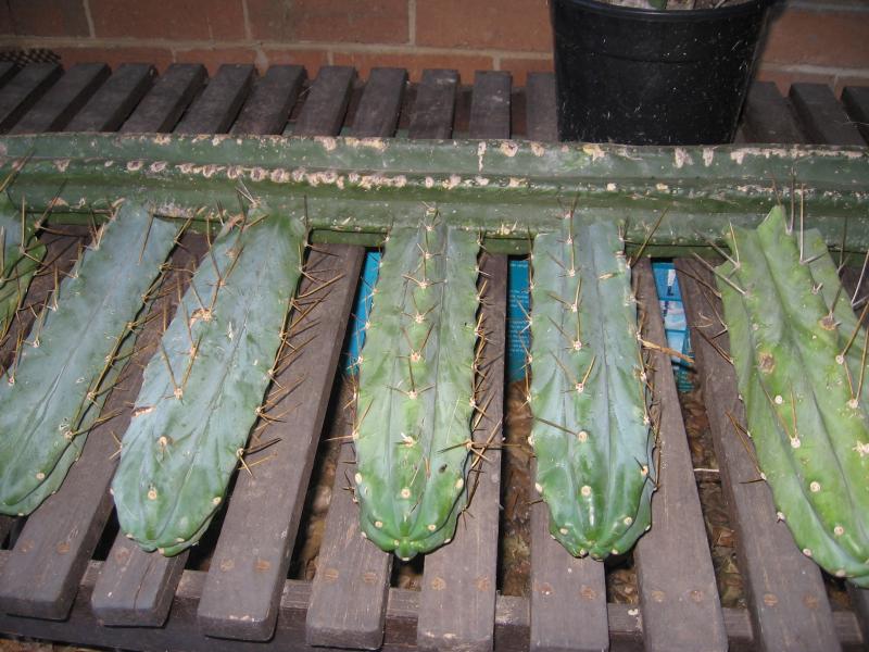 bridgesii and pachanoid