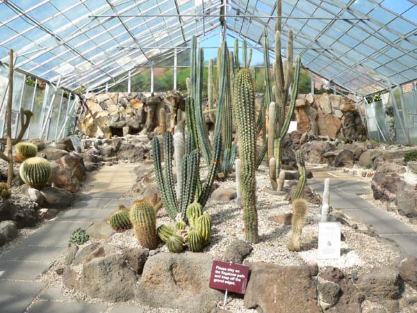 RBG hoart cactus house