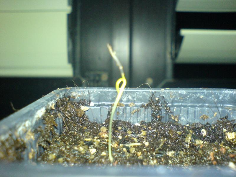 Calea seedling