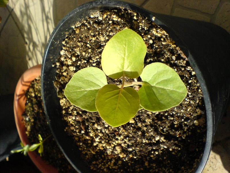 Mirabilis multiflora