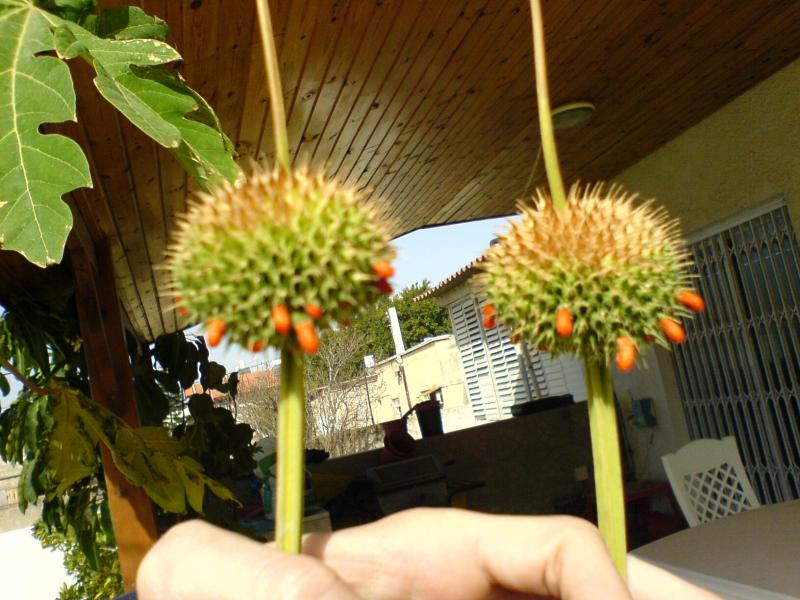 Leonotis nepetifolia