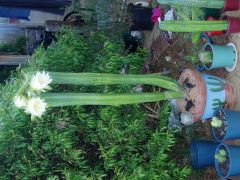 flowering potted pach