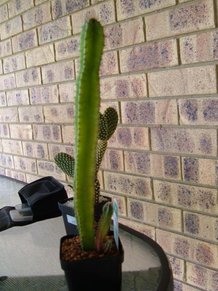 My Cacti