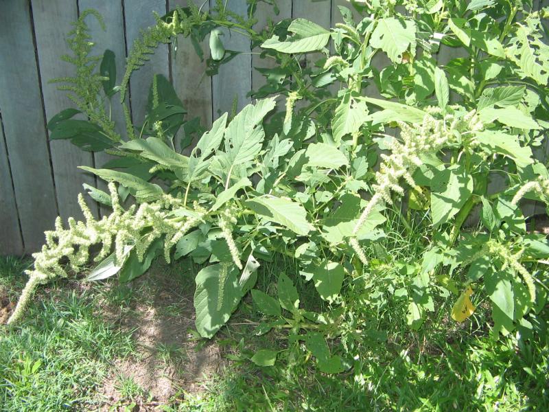 Greek Amaranth