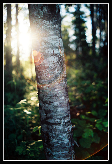 Tree Light