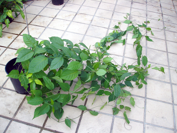 Banisteriopsis caapi