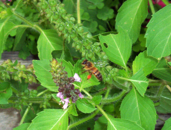 Bee inspecting Holy Basil