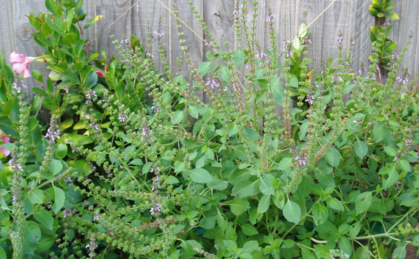 Tulsi (Holy Basil)