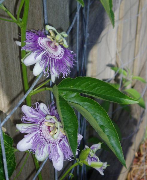 Passiflora incarnata flower