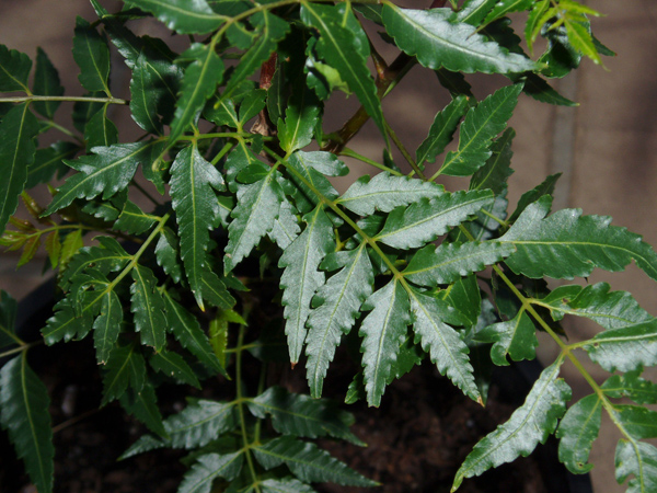 Neem leaves