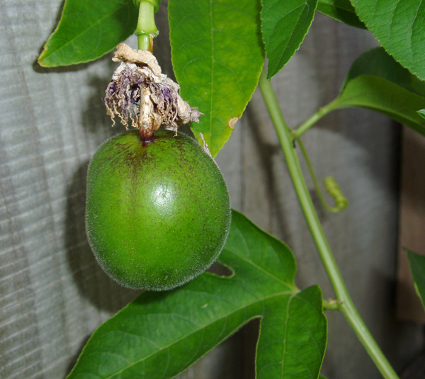 Passiflora incarnata fruit