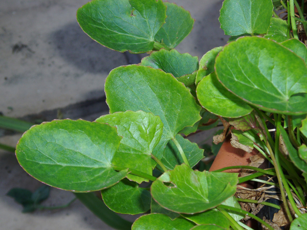 Centella asiatica (gotu kola) foliage