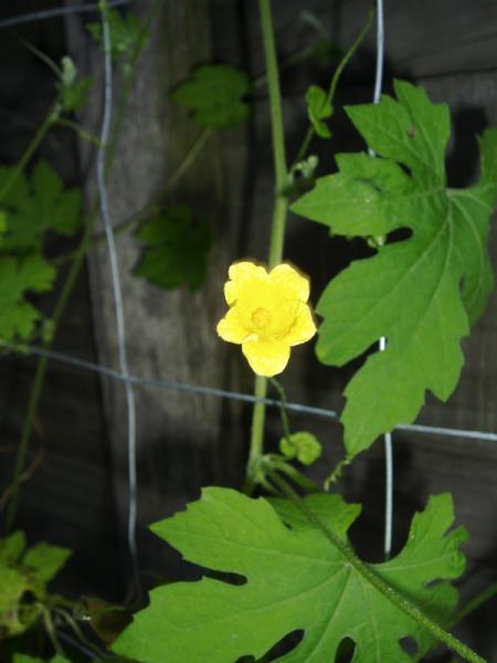 Bitter melon flower and leaves