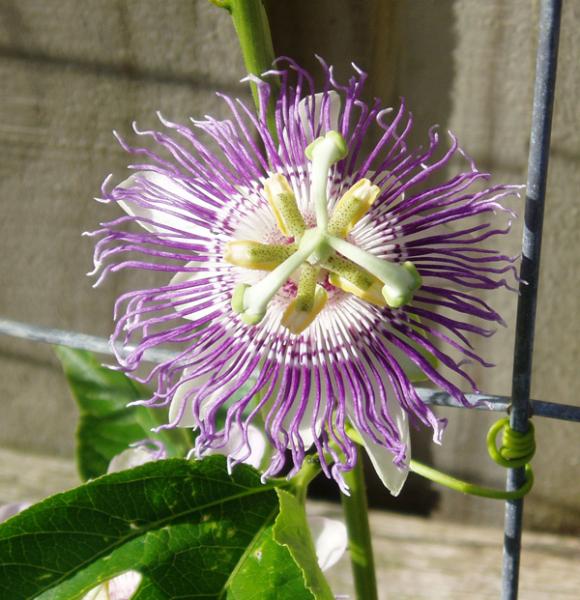 Passionflower (P. incarnata) flower