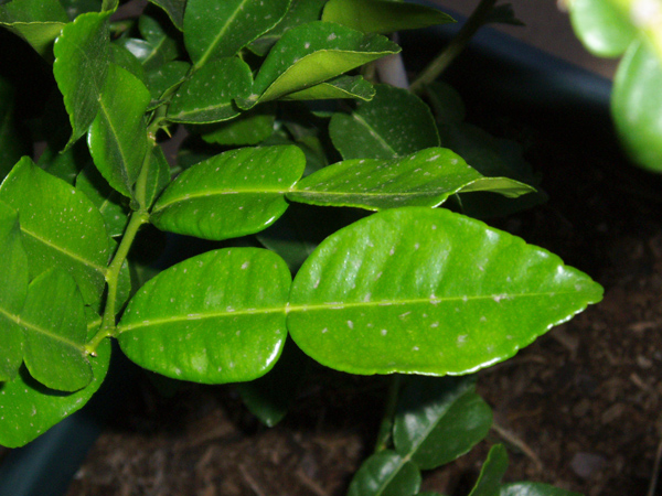 Makrut (kaffir) lime foliage