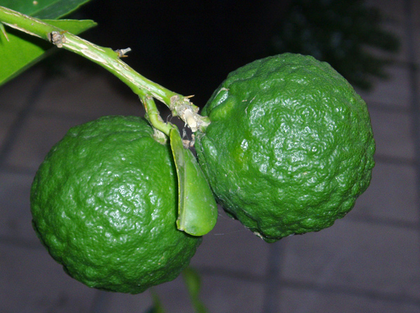 Makrut limes