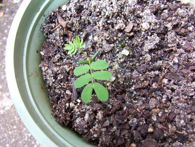 phleb seedling in cultivation