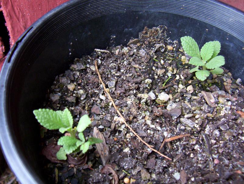 salvia apiana babies