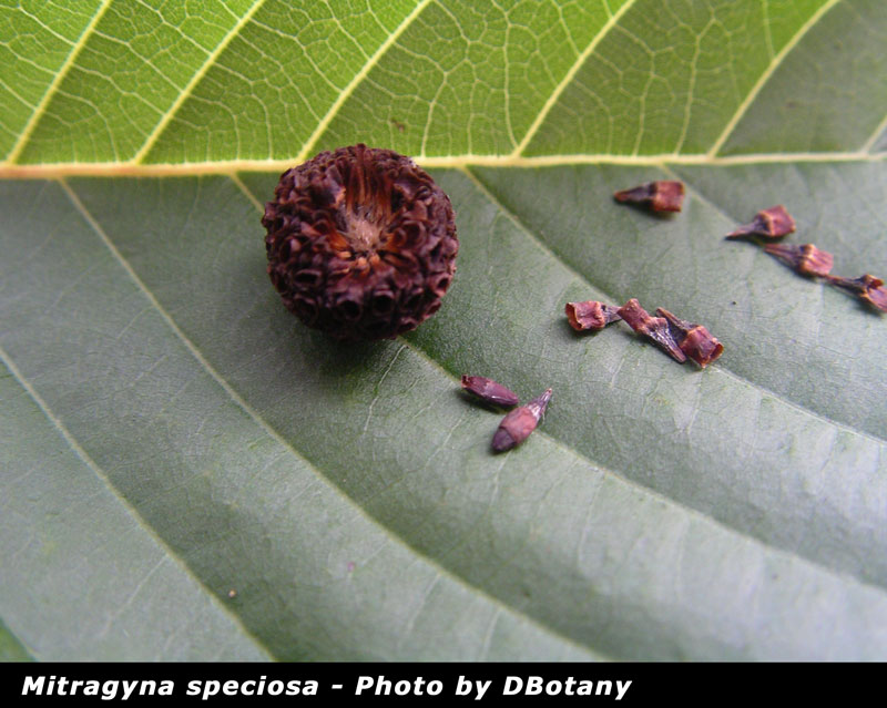 Mitragyna speciosa Seed Pods 2