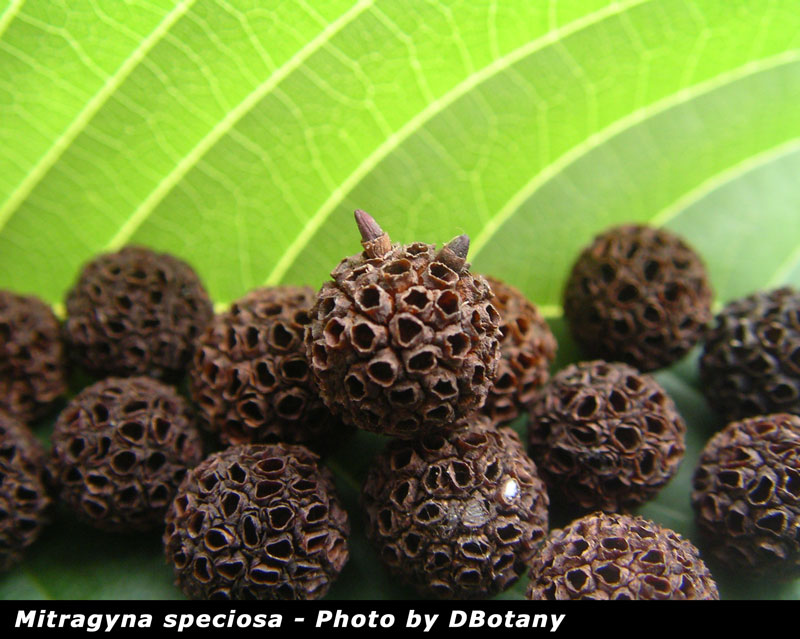 Mitragyna  speciosa Seed Pod 1