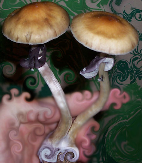 nice pair of cubensis