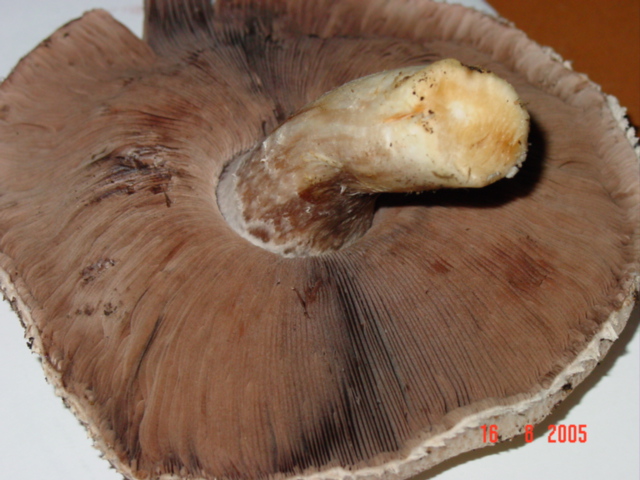 S.W. field mushroom