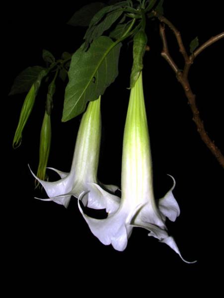 Brugmansia candida