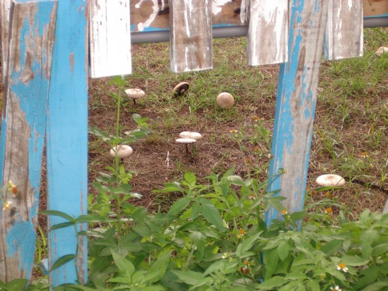 Taiwanese mushroom 1