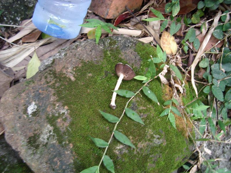 Taiwanese mushroom 2