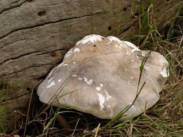 Polypore ??