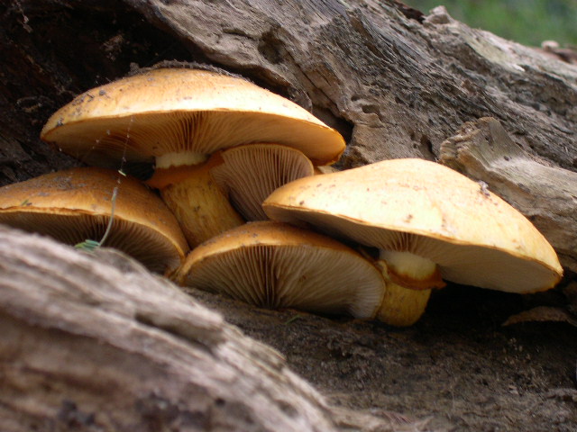 Gymnopilus sp.