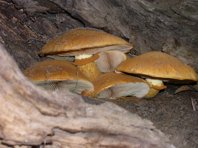 Gymnopilus sp. (junonius?)