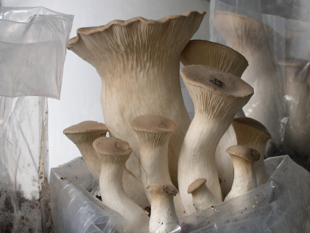 Pleurotus eryngii logs