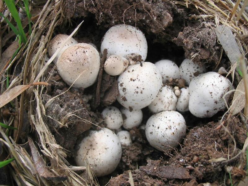 A freaky bunch (close-up)