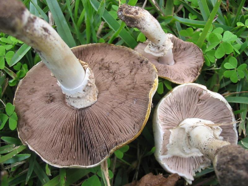Yellow-staining Agaricus sp.