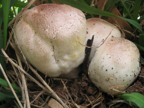 Edible yellow-staining Agaricus