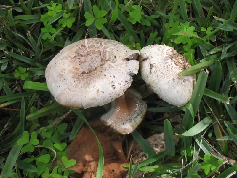 Yellow-staining Agaricus sp.