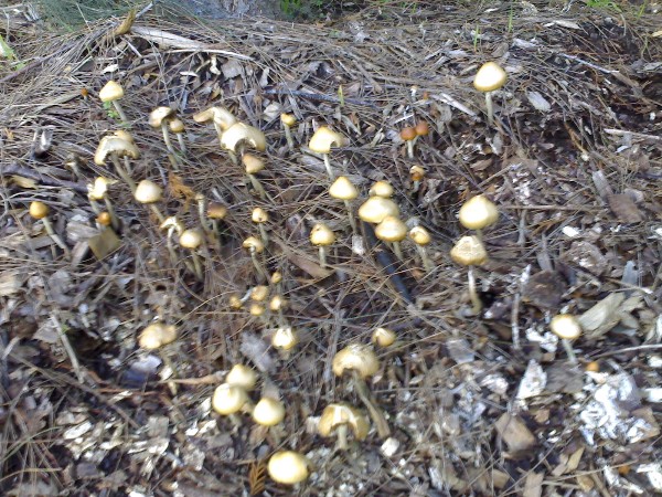 Pine Needle Patch