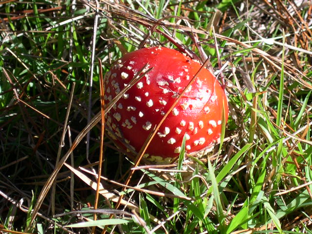 Amanita muscaria