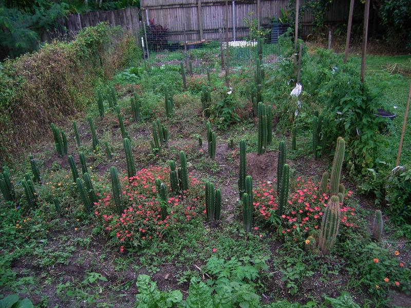 cactus garden