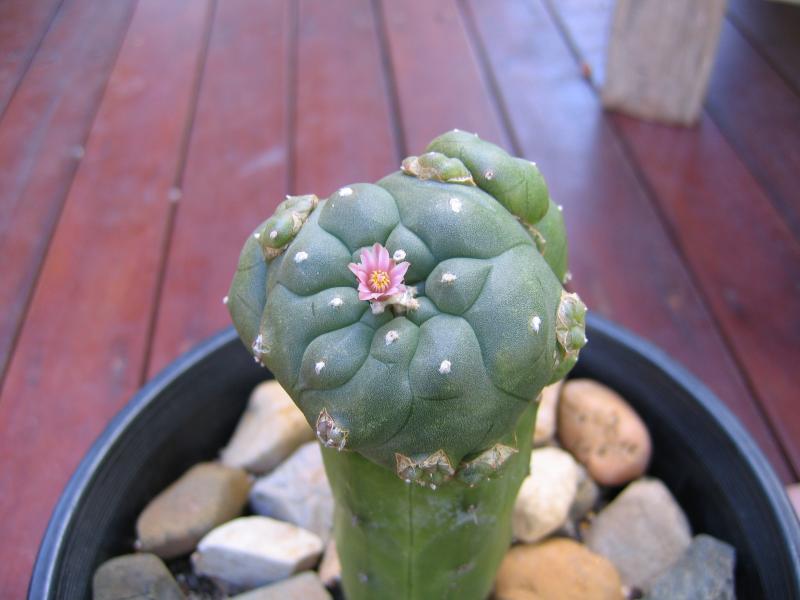 Grafted Lophophora williamsii flowering