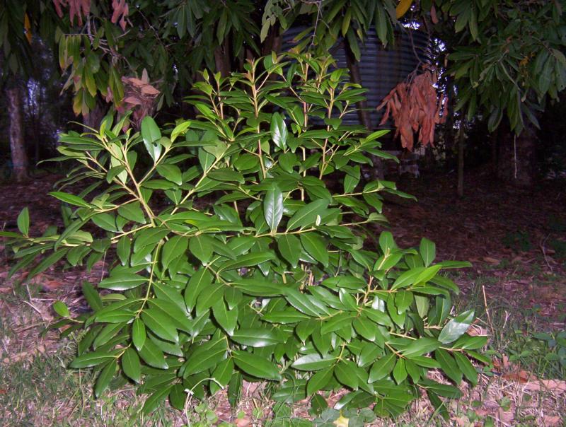 catha edulis "planthelper strain"