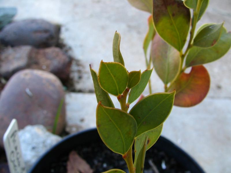 Acacia sporadica